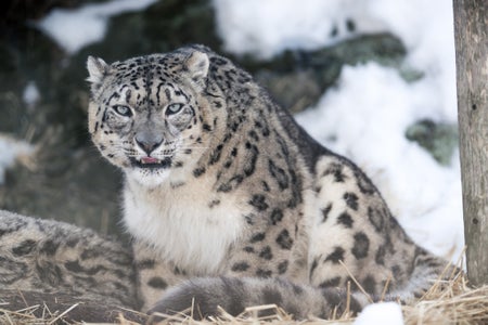 snow leopard