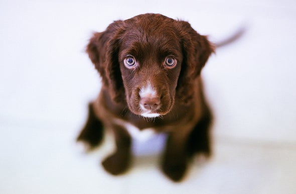 why does dog nibble on cat