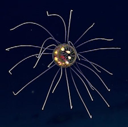 大众科学 Logo