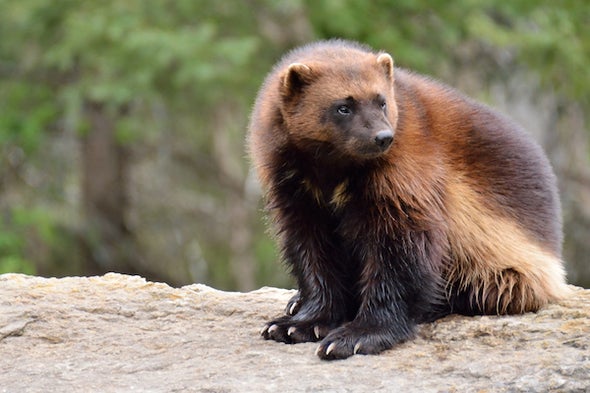Searching for Wolverines in a Vast Northern Wilderness