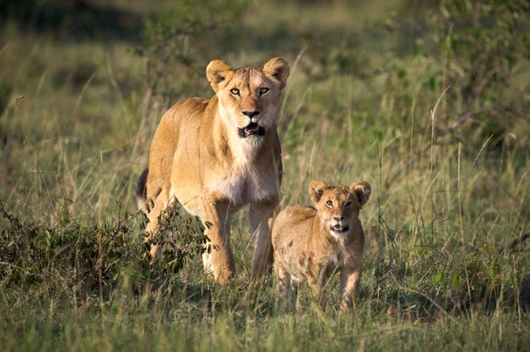 Lions in Peril: Big Cats Face 50 Percent Decline in Next 20 Years