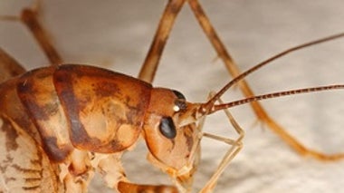 Parasitic Plants Have a Surprising Accomplice