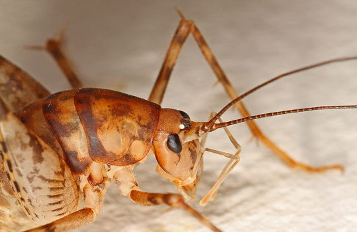 Paramantice Insect Parasitic Plants Have a Surprising Accomplice | Scientific American