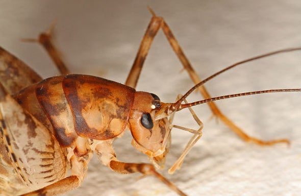 Parasitic Plants Have a Surprising Accomplice - Scientific American Blog Network Parasitic Plants Have a Surprising Accomplice - Scientific American Blog Network