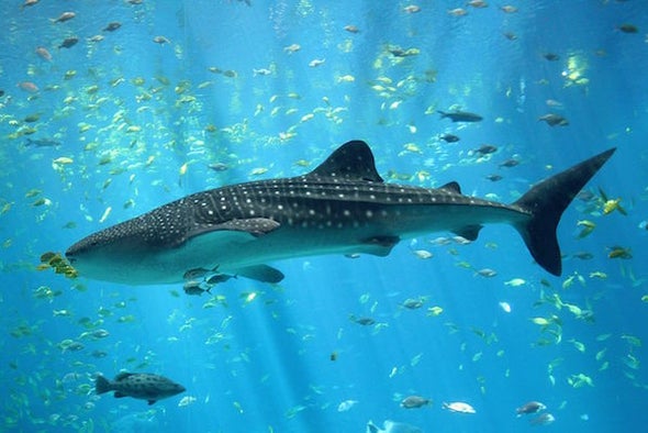 What is the Largest Fish in the Ocean : Discover the Magnificent Whale Shark