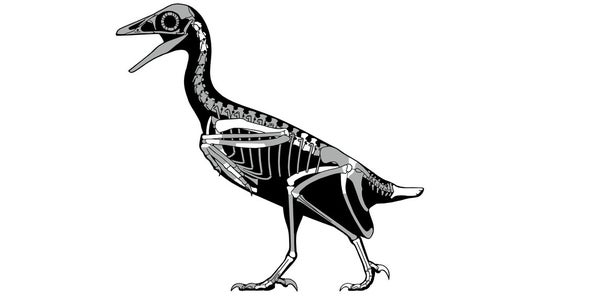 Fossil Bird Soared above Utah's Dinosaurs - Scientific American Blog Network