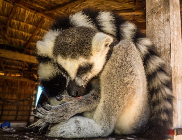 Ring-Tailed Lemurs Threatened by Illegal Pet Trade