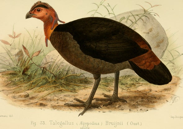 Thanksgiving Species Snapshot: Waigeo Brush-Turkey