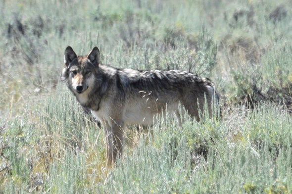 How to Protect Both Wolves and Livestock
