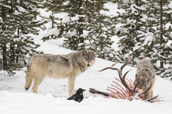 What Wolves in Yellowstone Can Teach Us about Probiotics