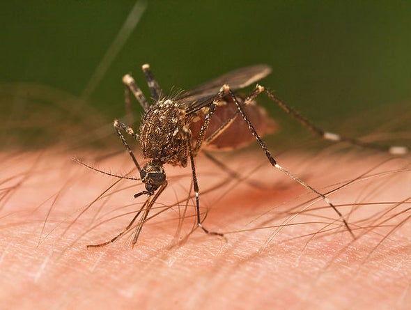 Pushing and Pulling on the Mosquito Microbiome