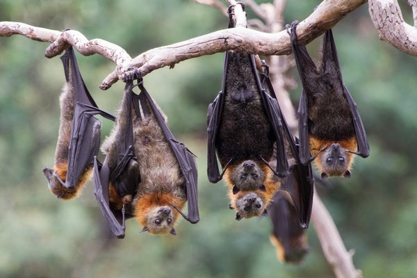 Research team locates 24 bat coronaviruses in southwestern China  Bat News   India TV