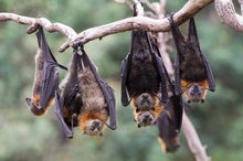 Bats Are Not Our Enemies