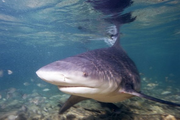 Found but Lost: Newly Discovered Shark May Be Extinct