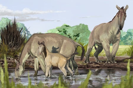Macrauchenia