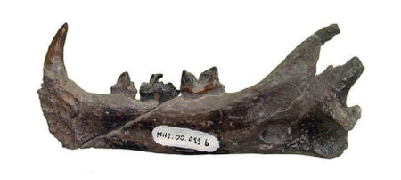 Jaw