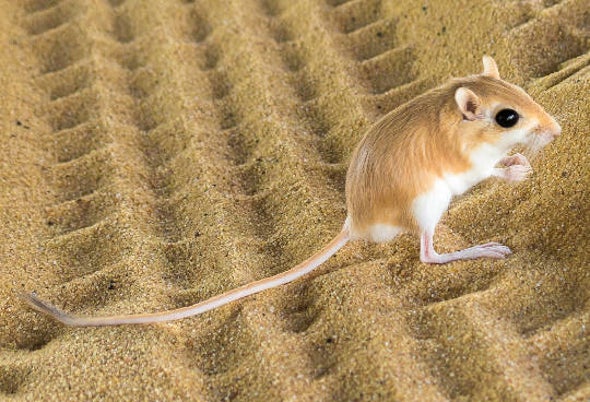 Kangaroo Rats Channel Jackie Chan to Evade Rattlesnakes [Video]