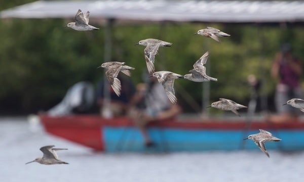 New Hope for Migratory Shorebirds - Scientific American Blog Network
