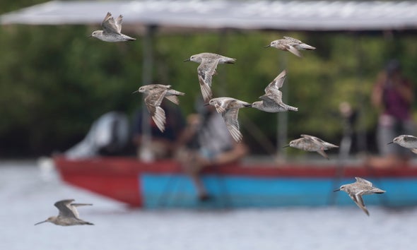 New Hope for Migratory Shorebirds