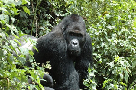 eastern gorilla