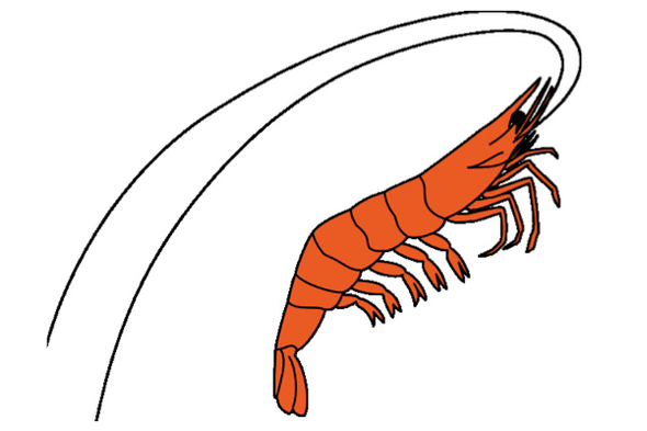 The Rise and Fall of a Shrimp Biologist