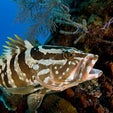 Groupers on the Comeback in the Caymans