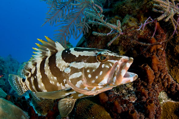 Groupers on the Comeback in the Caymans