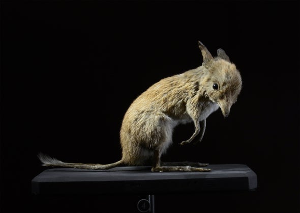 Paleo Profile: The Pig-Footed Bandicoot