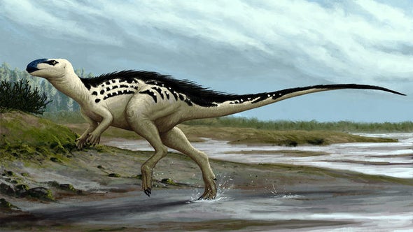 Paleo Profile: Burian's Lizard