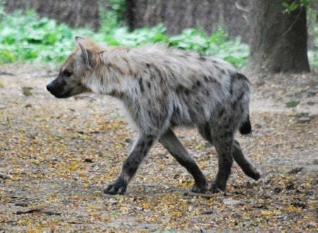 Hyena