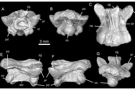 Lunaophis bones