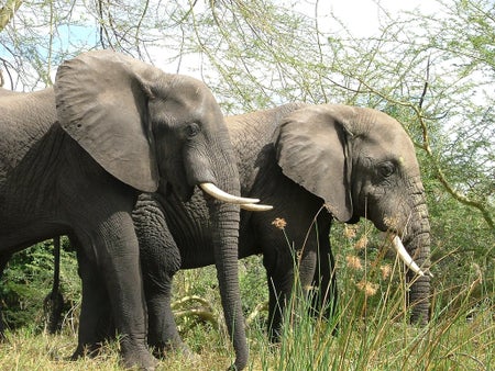 elephants