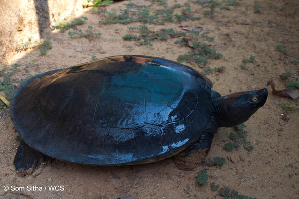 Royal Cambodian Turtle Population Plummets 95 Percent; Just 10 Left in the Wild