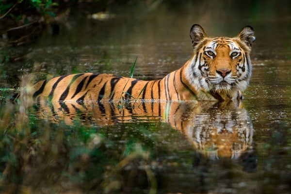 tigers in the wild hunting