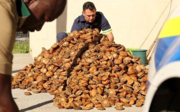 Poachers Steal 7 Million South African Abalones a Year