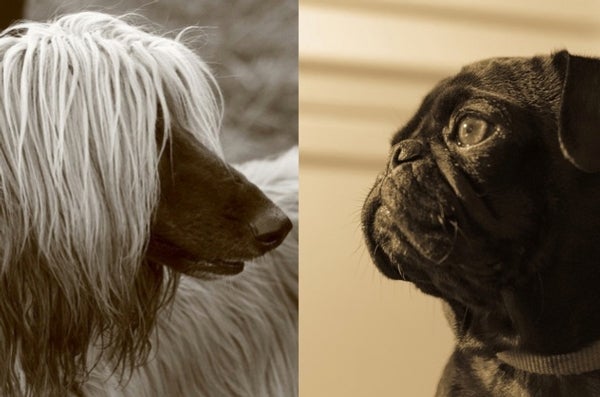 Do Dogs Know Other Dogs Are Dogs Scientific American Blog - 