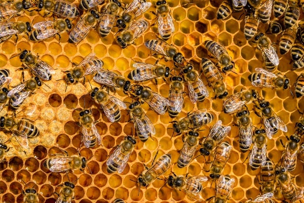 Honey Bees Are Struggling with Their Own Pandemic - Scientific American Blog Network