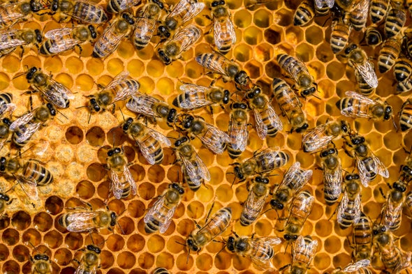 Honey bees may help to explain how humans make decisions