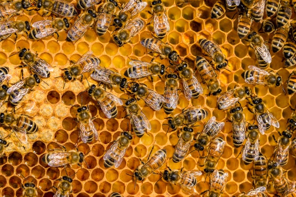 Honey Bees Are Struggling with Their Own Pandemic - Scientific American  Blog Network