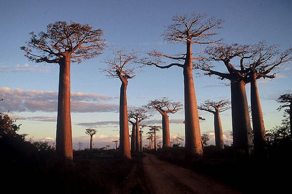 Climate Change Is Killing These Ancient Trees , but That's Just Part of the Story