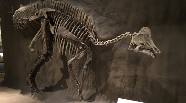 Hypacrosaurus