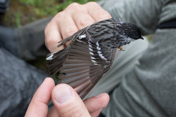 The Birds That Are Helping Save Their Own Species