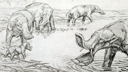 Platybelodon