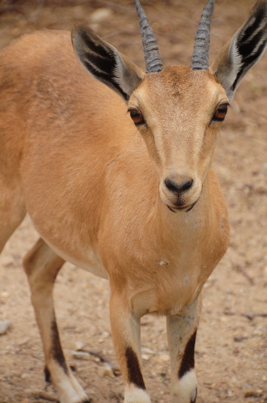 Israel and Palestine Share a Rapidly Disappearing Gazelle