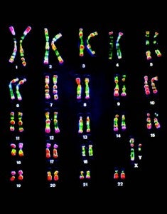 Y Chromosome May Protect Against Cancer, Other Diseases - Scientific