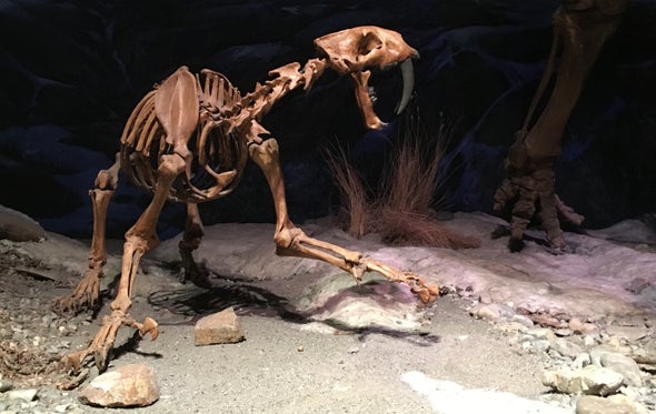 Canada Gets Its First Smilodon