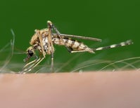 How Insects Prepare for Winter