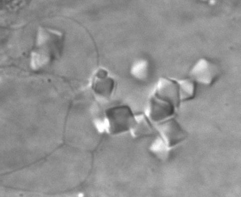 Fungus MacGyvered Gravity Sensor from Stolen Bacterial Protein