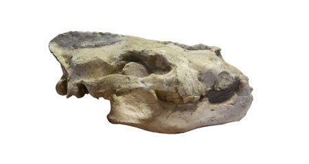 Magericyon