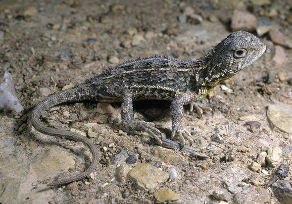 Dragon Quest: Australia Kicks Off Search for Possibly Extinct Lizard - Scientific American Blog Network Dragon Quest: Australia Kicks Off Search for Possibly Extinct Lizard - Scientific American Blog Network